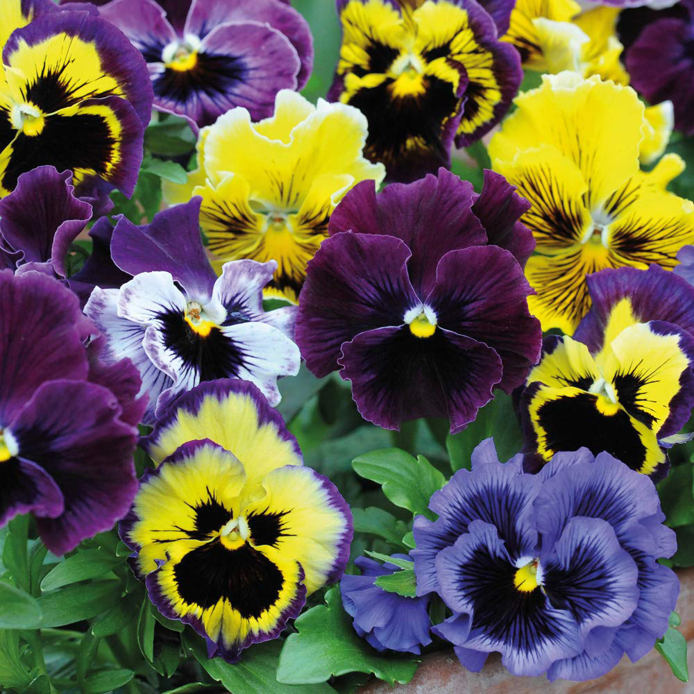 Thompson and Morgan Pansy Frizzle Sizzle Mixed Garden Ready Plant 15 Pack Image 3