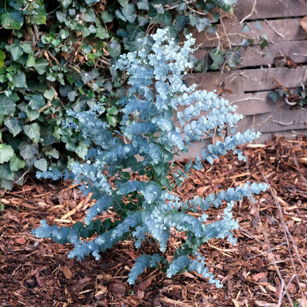 Thompson and Morgan Eucalyptus Gunnii Azura Plant Pot 15cm Image 6