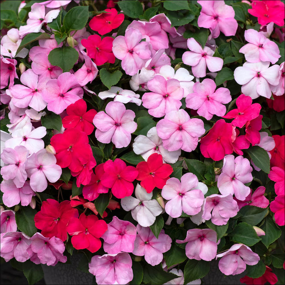 YouGarden Busy Lizzie Beacon Raspberry Garden Ready Plant 20 Pack Image 2