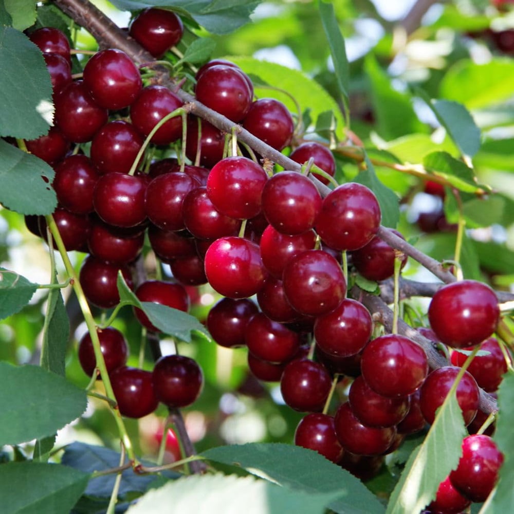 Thompson and Morgan Cherry Stella Plant in Pot 12L 2 Pack Image 2