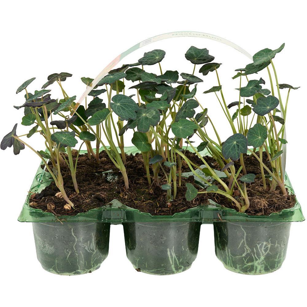 Pack of 6 Nasturtium Plants Image 3