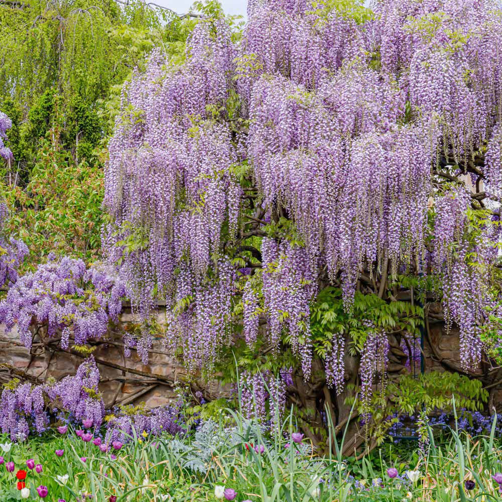 Thompson and Morgan Wisteria Flori Lavender Lace Plant Pot 3L Image 2