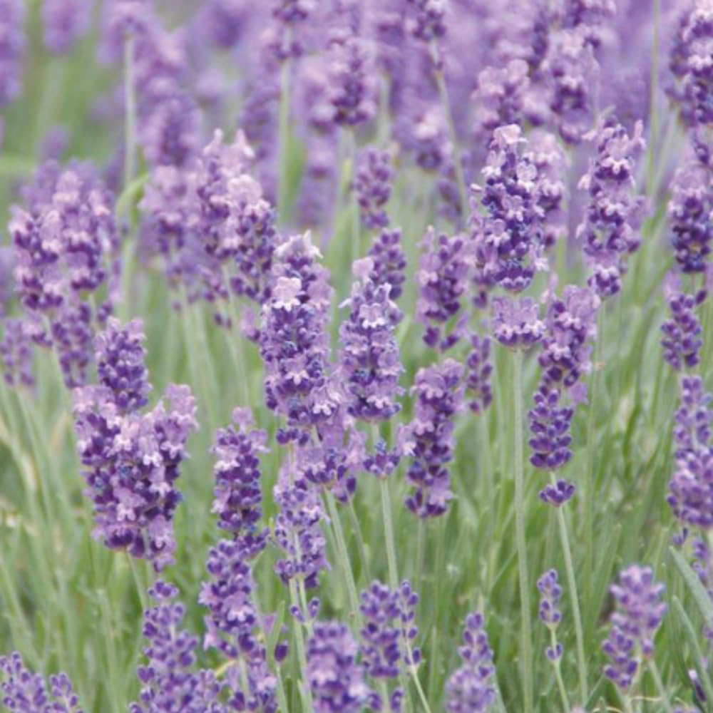 Thompson and Morgan Lavender Munstead Jumbo Plant Plug 3 Pack Image 1