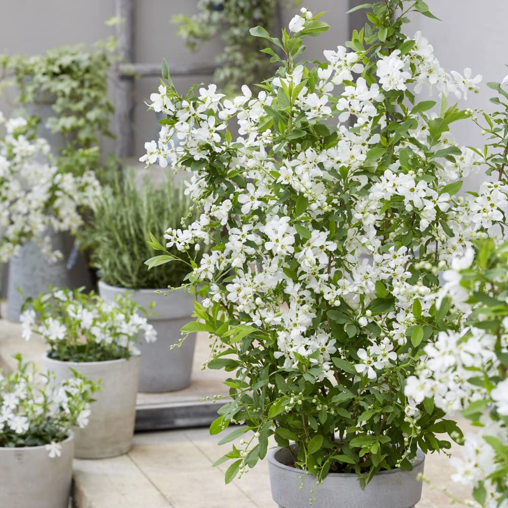 Thompson and Morgan Exochorda Blushing Pearl Potted Plant 9cm Image 4