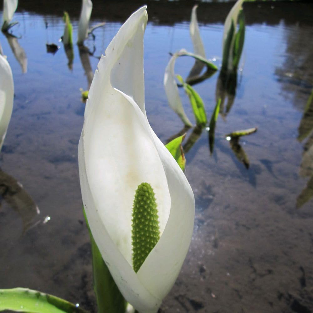 Thompson and Morgan Lysichiton Camtschatcensis Plant Pot 9cm 3 Pack Image 2
