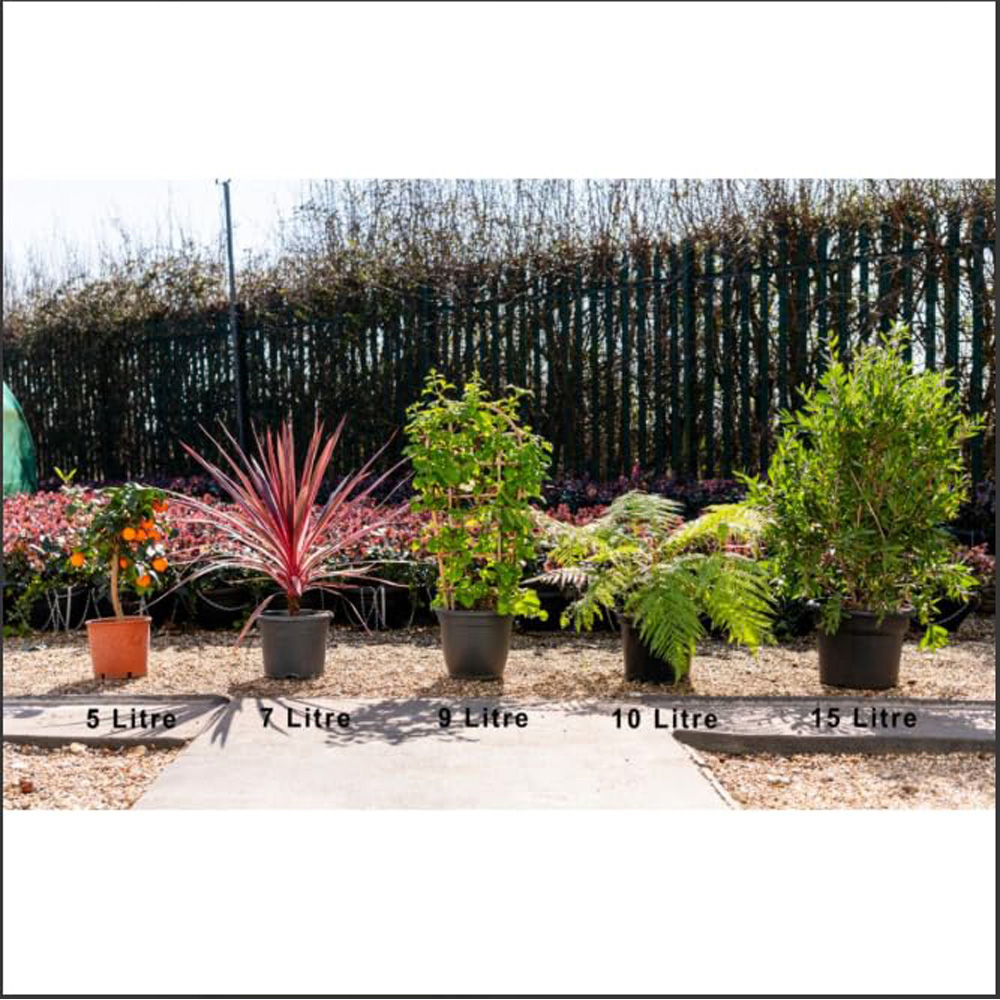 Thompson and Morgan Apple Malus Golden Delicious MM106 Rootstock Plant Pot 12L 2 Pack Image 4