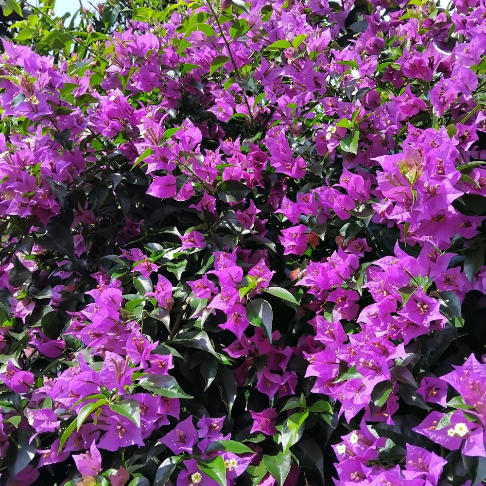 Thompson and Morgan Bougainvillea Alexandra Pyramid Plant Pot 17cm 2 Pack Image 5