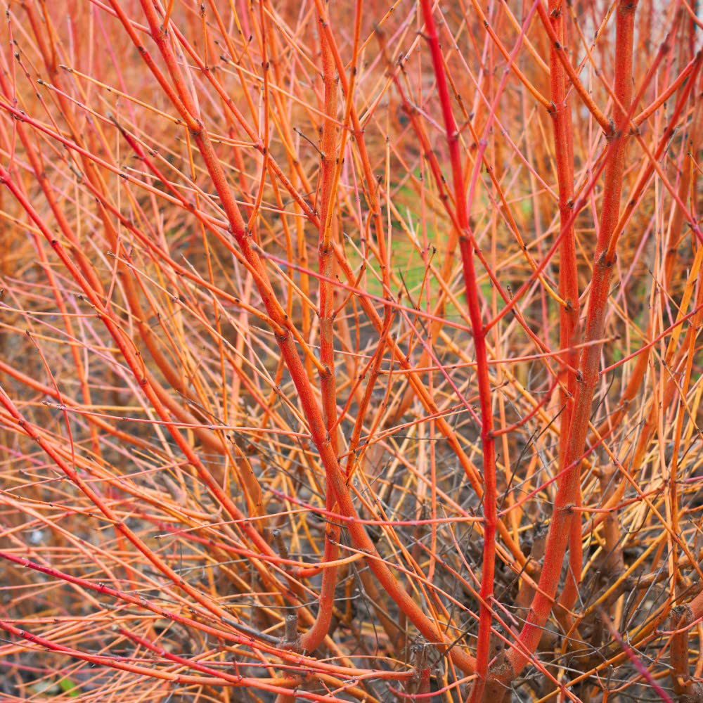 Thompson and Morgan Cornus Winter Flame Plant Pot 9cm 3 Pack Image 2