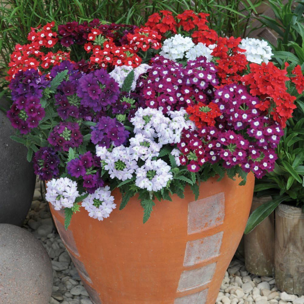 Thompson and Morgan Verbena Quartz Mixed Plant Plug 36 Pack Image 4