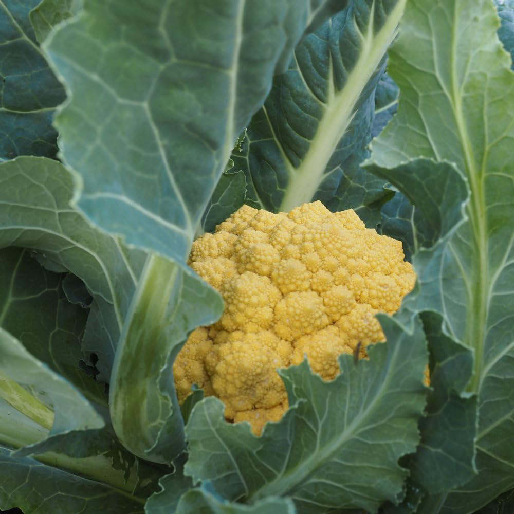 Thompson and Morgan Cauliflower Ameresco F1 Seeds Image 2