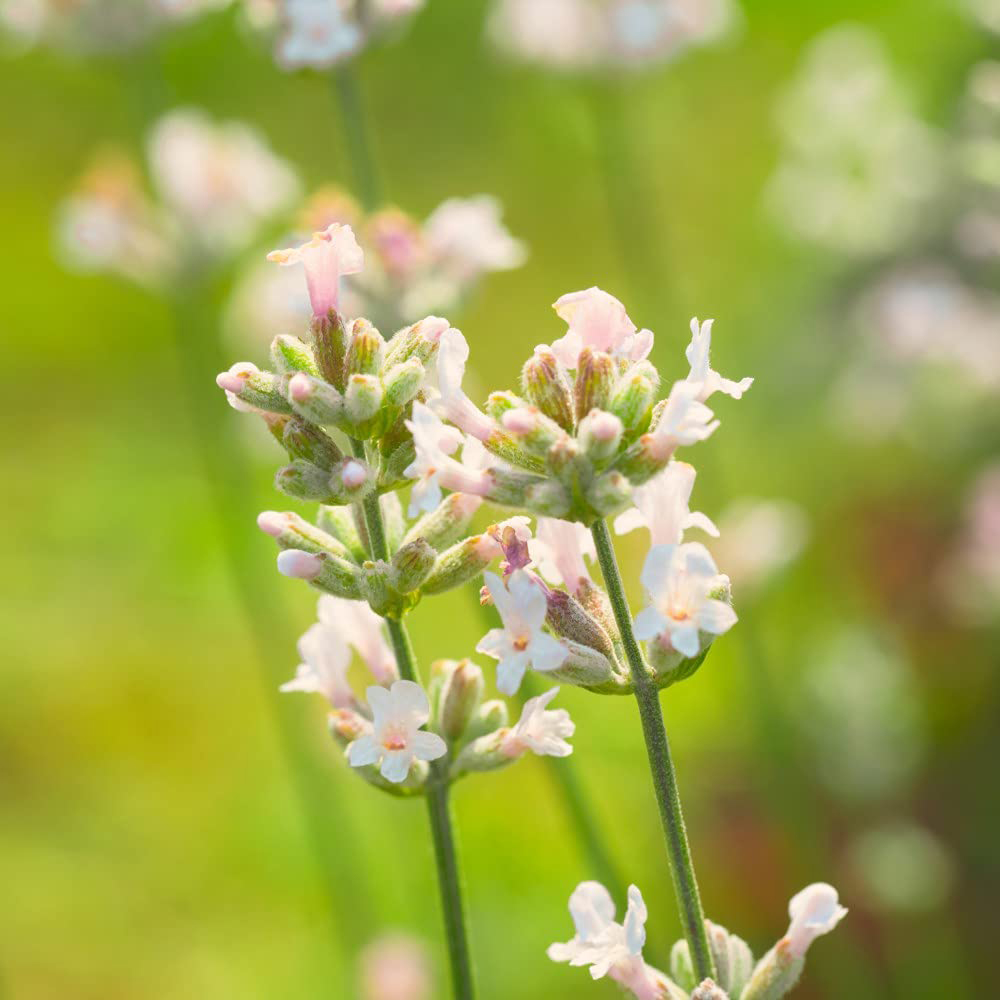 Thompson and Morgan Lavandula Lavender Angustifolia Arctic Snow Plant Pot 9cm 3 Pack Image 3