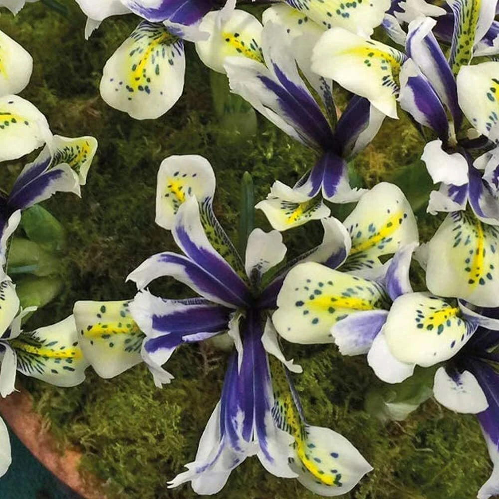 Thompson and Morgan Iris Eyecatcher Spring Planting Bulb 8 Pack Image 3