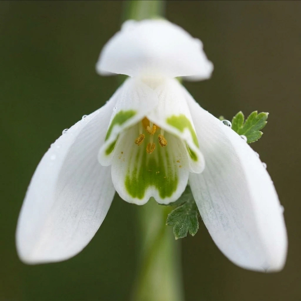 Thompson and Morgan Galanthus Snowdrop Woronowii Autumn Planting Bulb 16 Pack Image 4