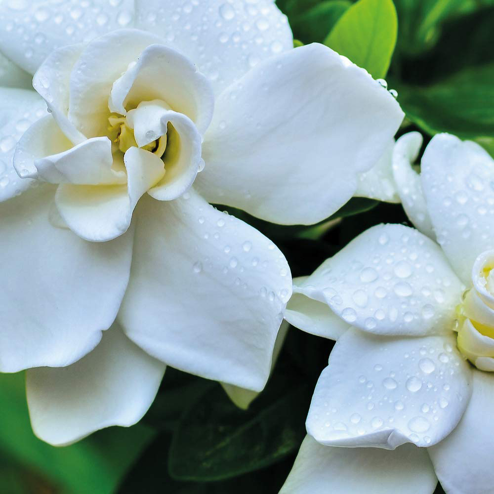 Thompson and Morgan Gardenia Jasminoides Crown Jewel Plant Pot 9cm Image 2