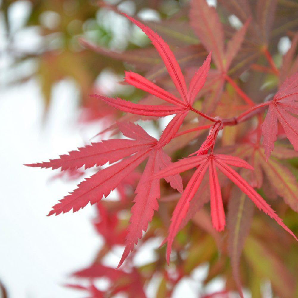 Thompson and Morgan Acer Palmatum Plant Shaina Plant Pot 3L 3 Pack Image 4