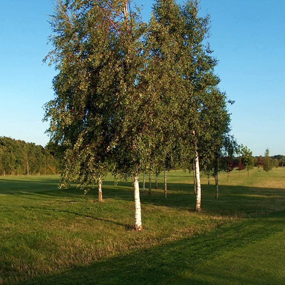 Inspirational Gifting Silver Birch Bare Root Hedge Plant Sapling 2-3ft 10 Pack Image 3