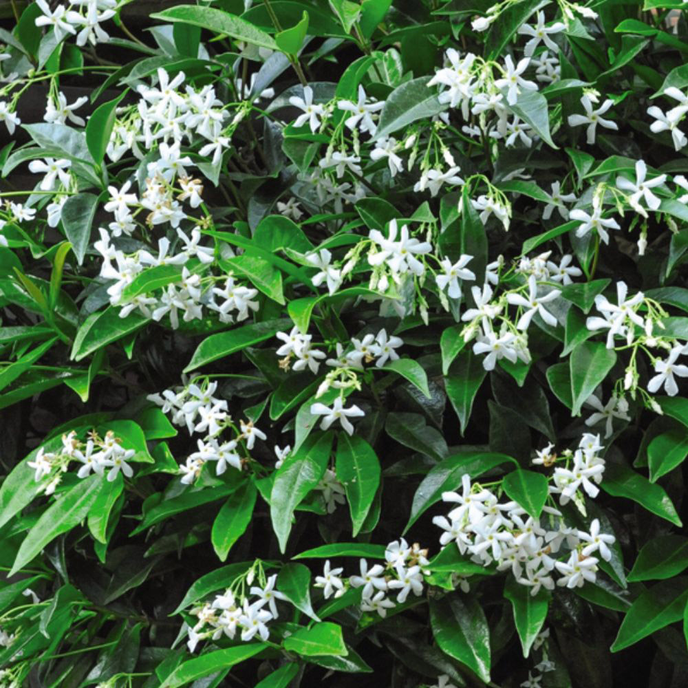 Thompson and Morgan Trachelospermum Jasminoides Plant Pot 9cm 2 Pack Image 3