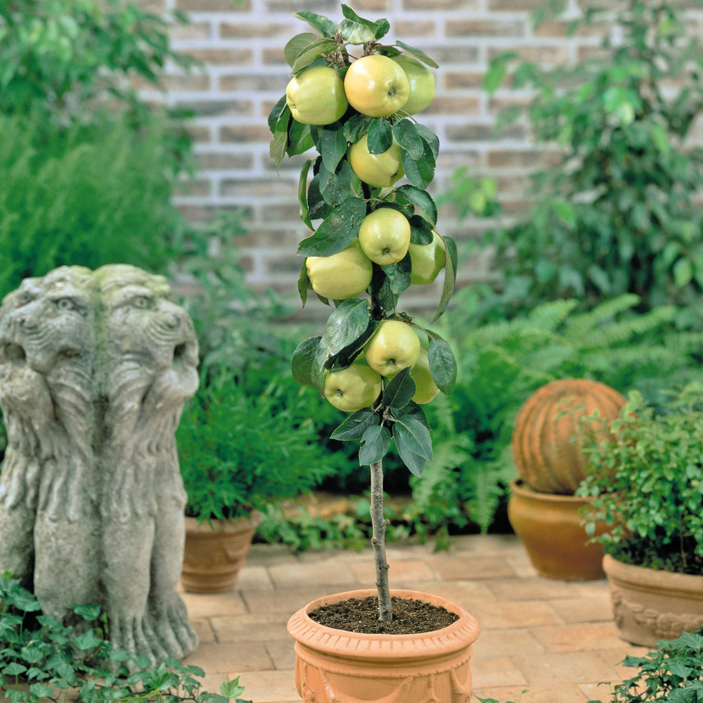 Thompson and Morgan Apple Malus Golden Delicious Plant Pot 5L Image 4