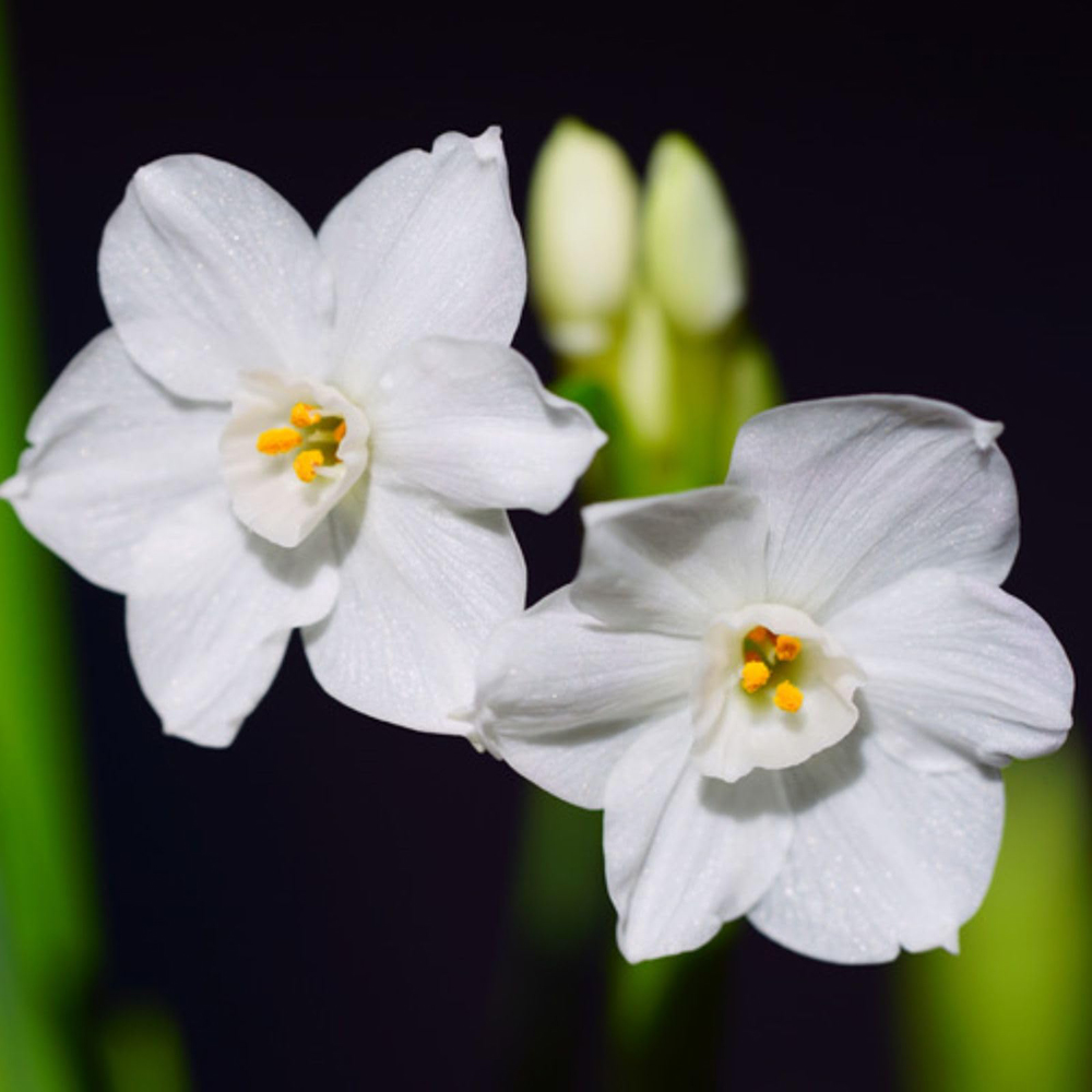 Thompson and Morgan Christmas Gift Narcissus Paperwhites Plant Pot 12cm Image 6