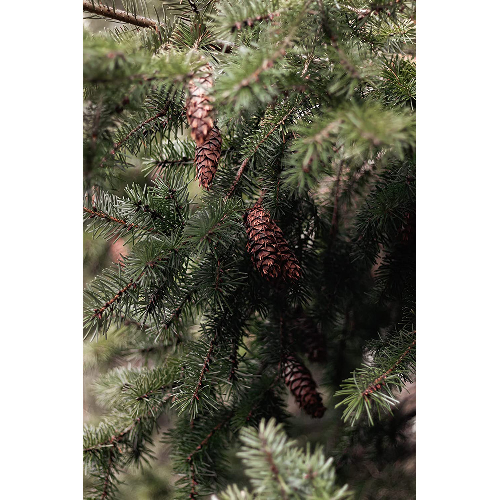Inspirational Gifting Norway Spruce Evergreen Bare Root Plant Sapling 40-70cm 10 Pack Image 5