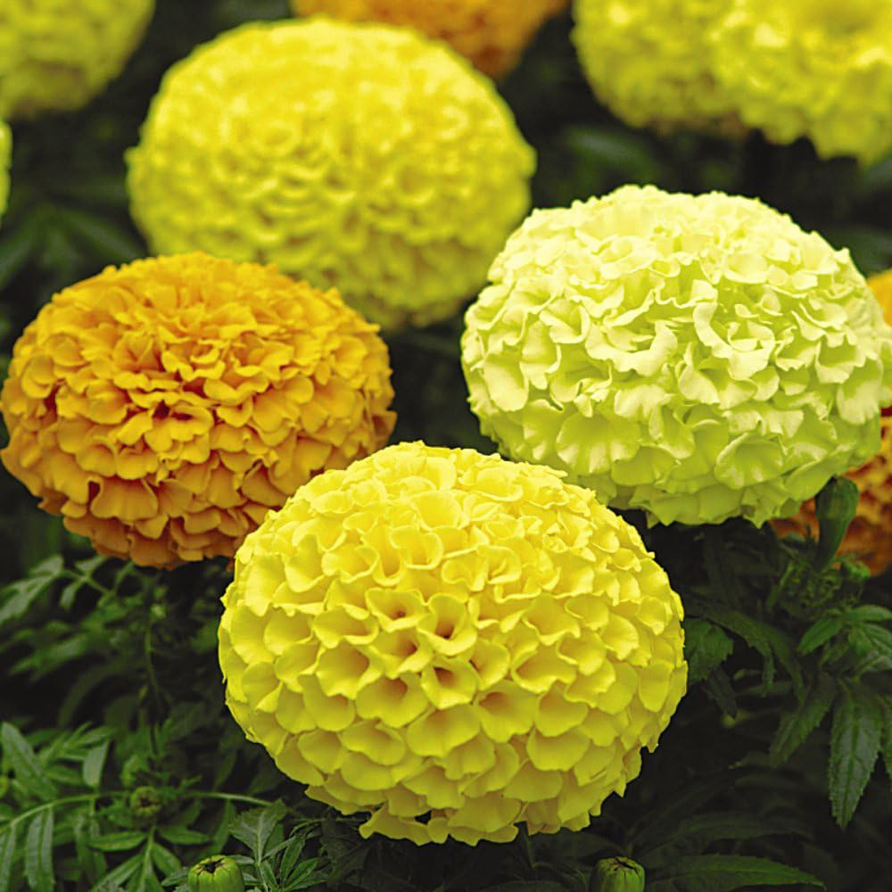 Thompson and Morgan Marigold Marvel Mix Garden Ready Plant 15 Pack Image 3