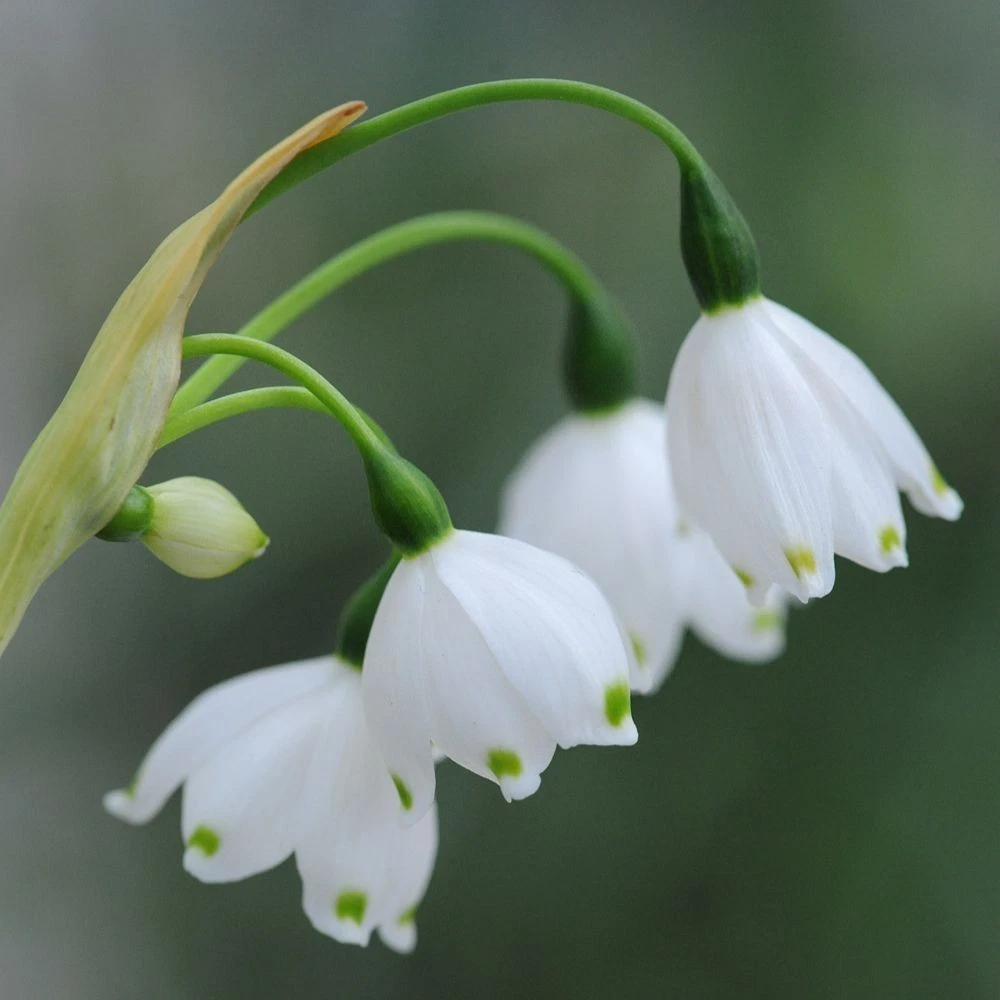 Thompson and Morgan Leucojum Aestivum Summer Snowflake Autumn Planting Bulb 3 Pack Image 3