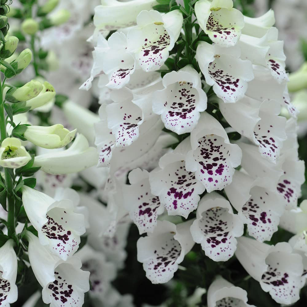 Thompson and Morgan Foxglove Digitalis Dalmatian Mixed Plugs 12 Pack Image 7