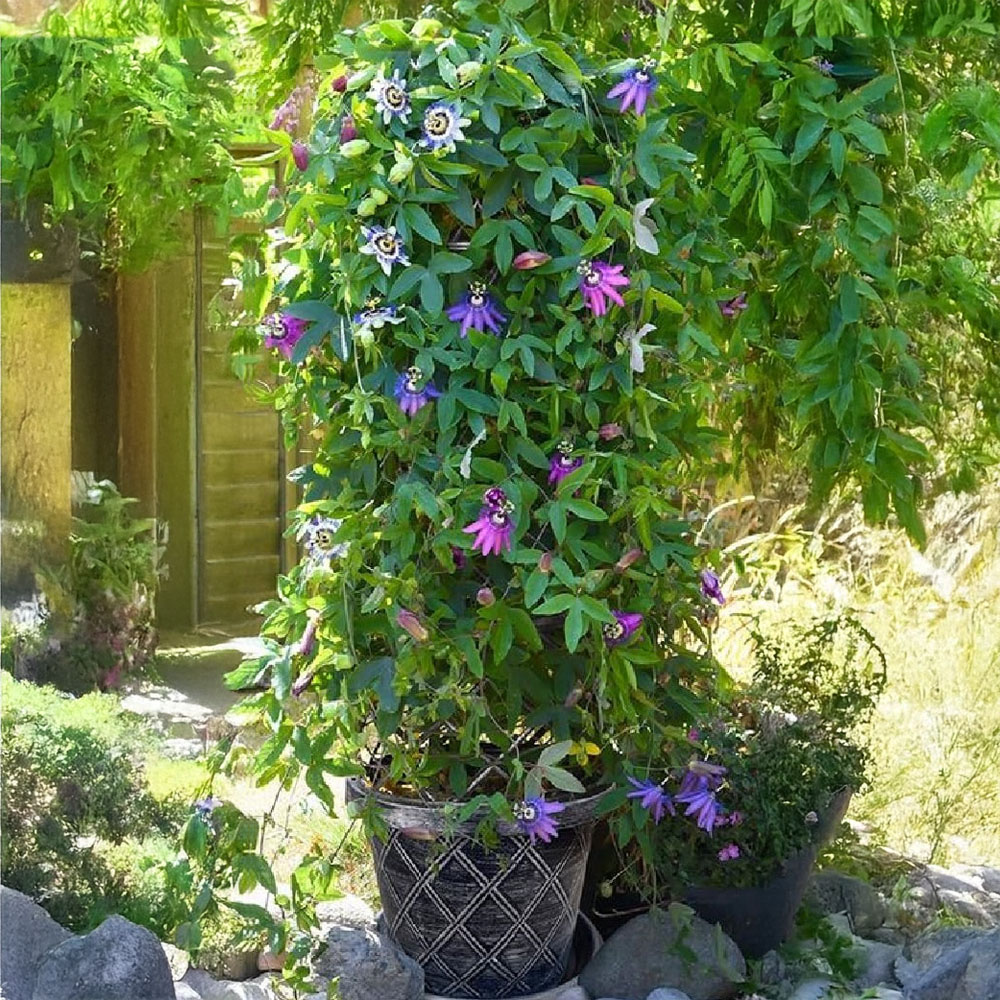 Garden Gear Black and Silver Plastic Tower Pot with Saucer 42cm Image 2