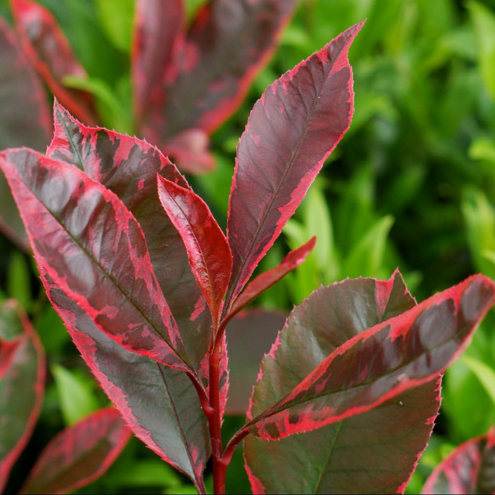 Thompson and Morgan Photinia x Fraseri Louise Plant Pot 9cm Image 2