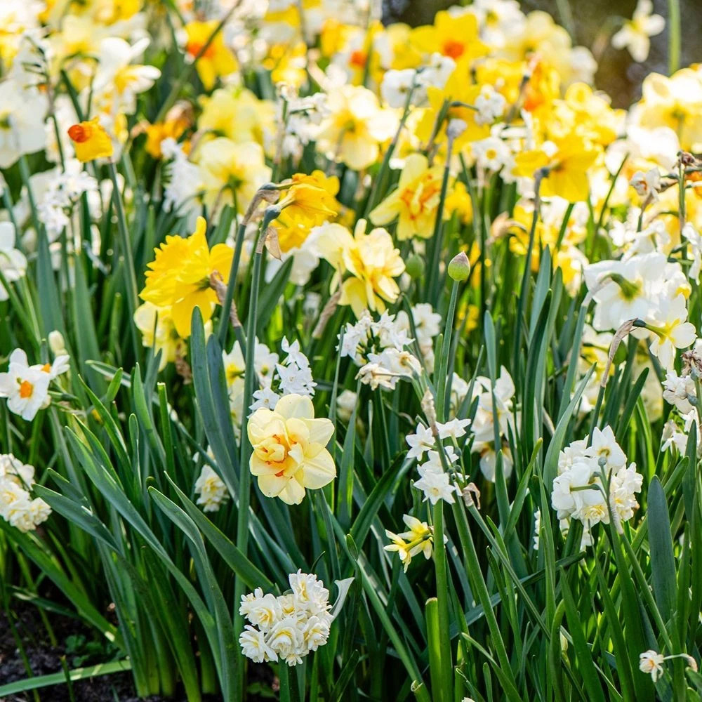 Thompson and Morgan Daffodil Mixed Collection Spring Planting Bulb 8 Pack Image 3