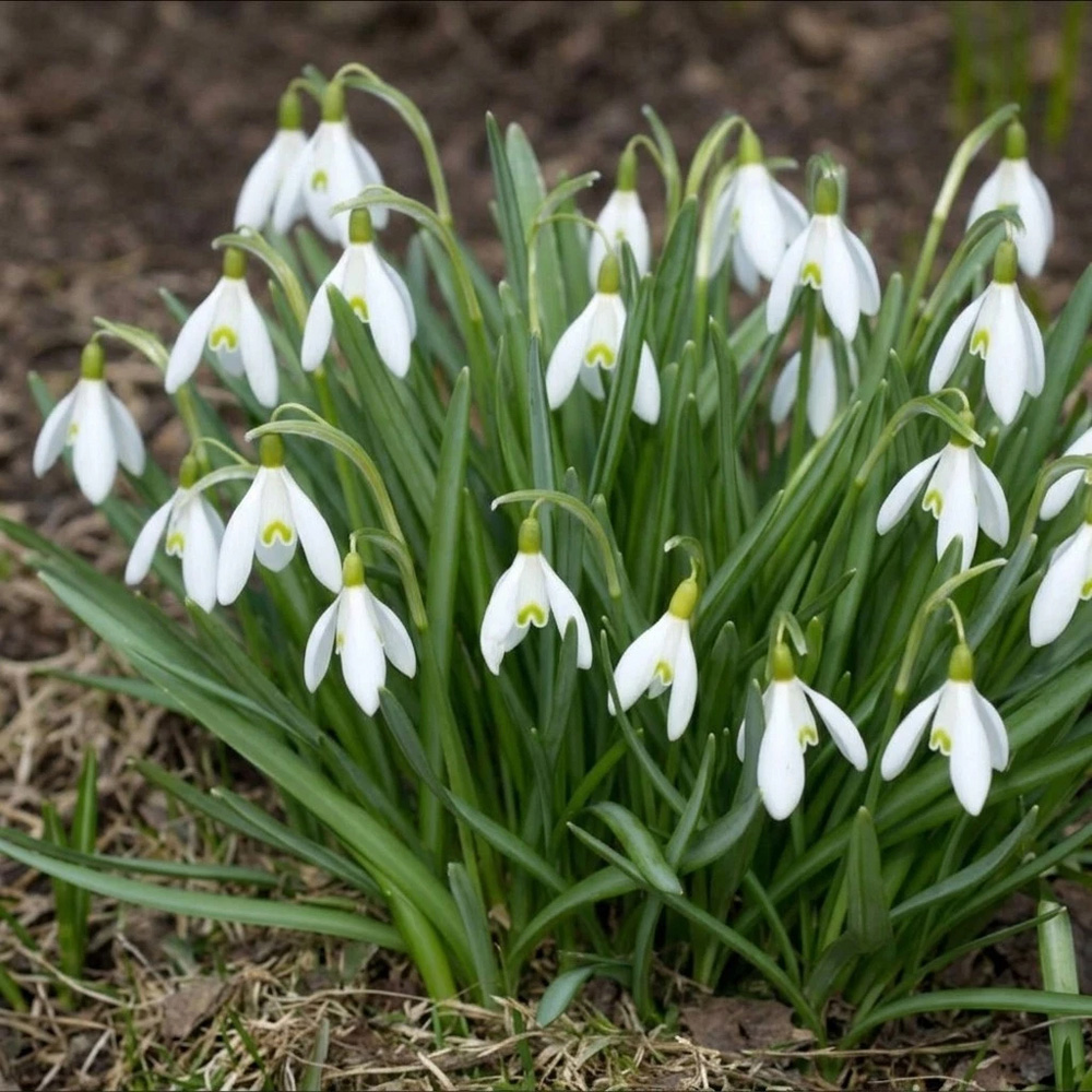 Thompson and Morgan Galanthus Snowdrop Woronowii Autumn Planting Bulb 16 Pack Image 2