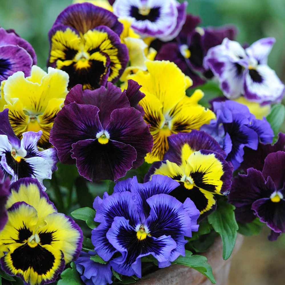Thompson and Morgan Pansy Frizzle Sizzle Mixed Garden Ready Plant 15 Pack Image 5