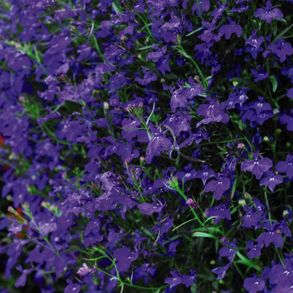 Thompson and Morgan Lobelia Monsoon Plant Plug 36 Pack Image 3