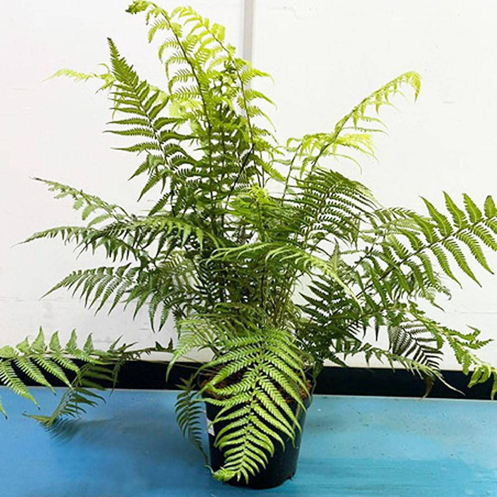 Thompson and Morgan Fern Dicksonia Antartica Plant Pot 9cm 3 Pack Image 4