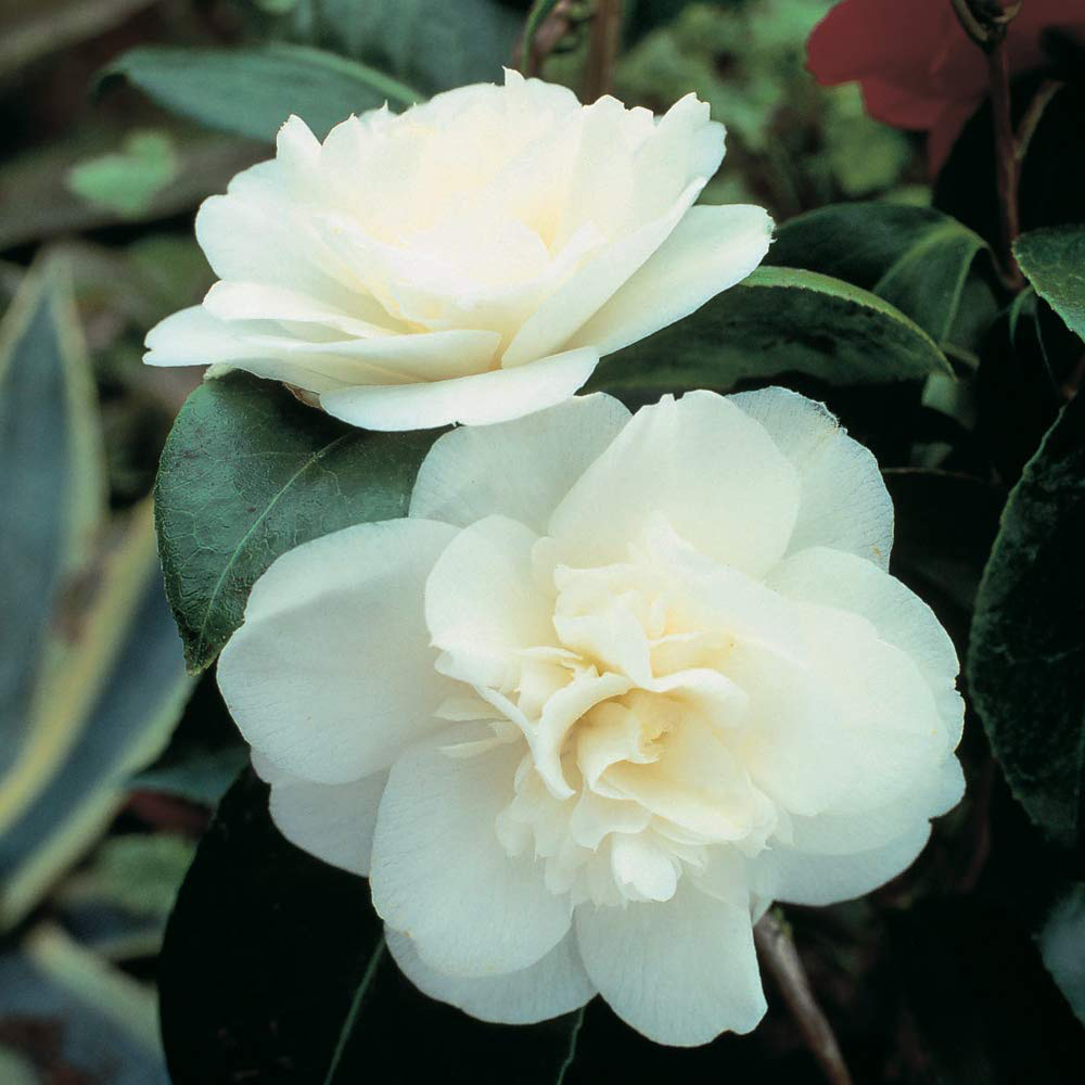 Thompson and Morgan Camellia Tricolour Outdoor Hardy Evergreen Shrub Plant Pot 15cm Image 5