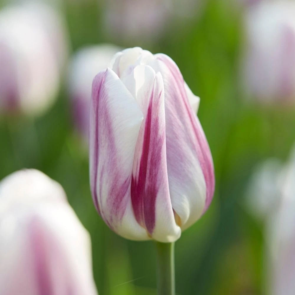 Thompson and Morgan Tulip Flaming Flag Planting Bulb 16 Pack Image 3