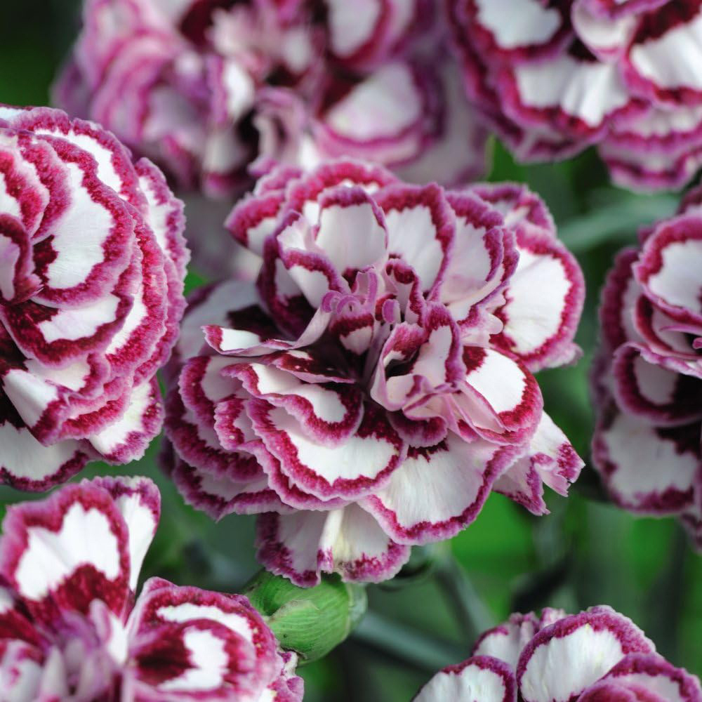 Thompson and Morgan Dianthus Pinks Gran's Favourite Potted Plant 9cm Image 2