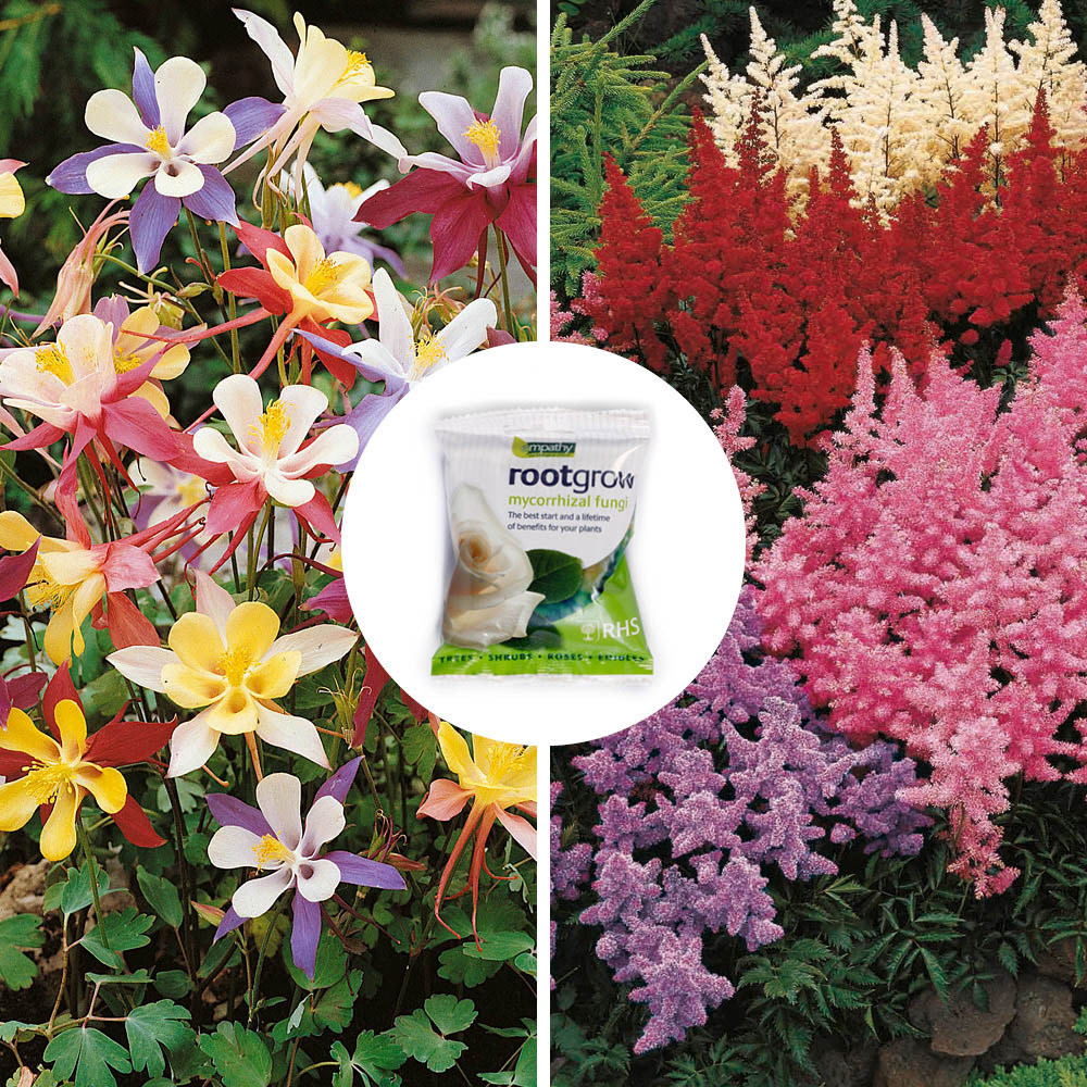 YouGarden Perfect for Shade Bare Root Collection 15 Pack Image 4