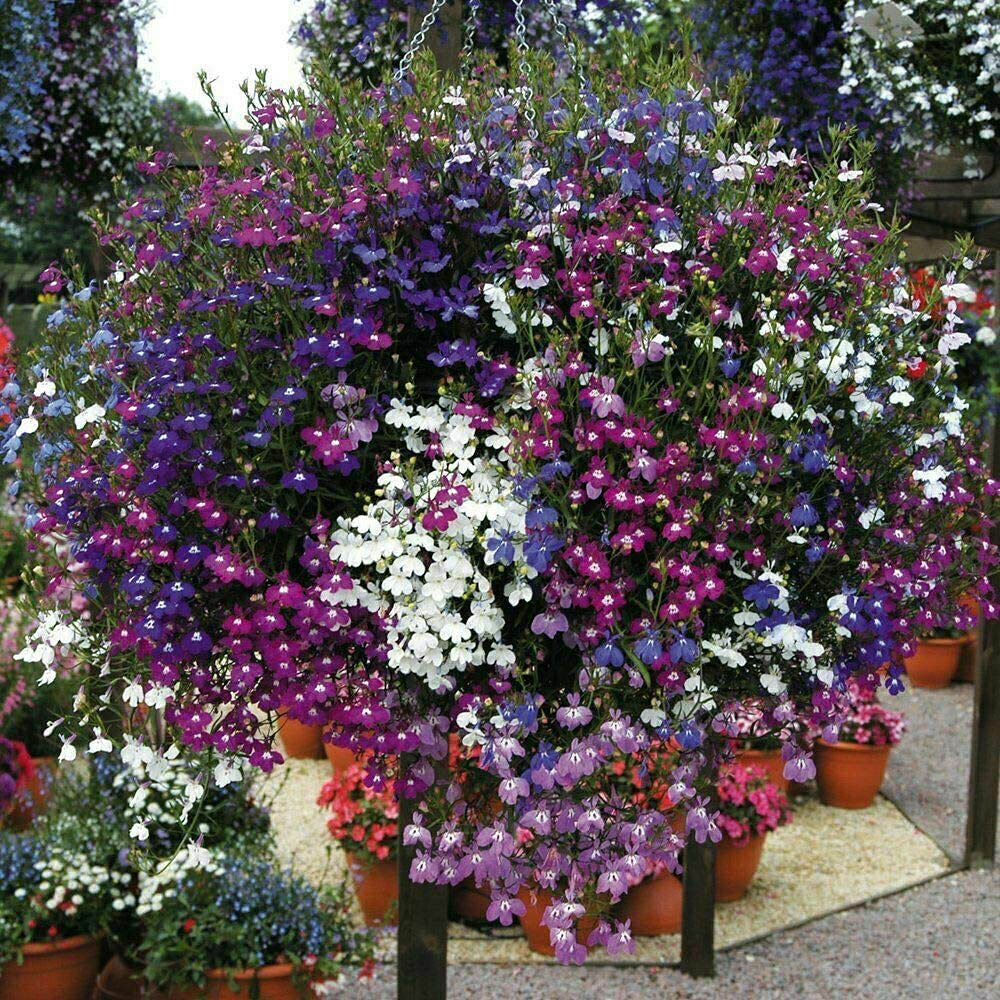 Thompson and Morgan Nurserymans Choice Hanging Basket Mixed Postiplug Plants 15 Pack Image 6
