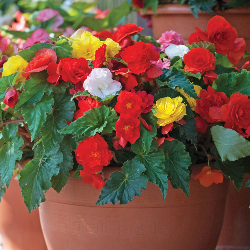 Thompson & Morgan Begonia Nonstop Mixed Tuber 10 Pack Image 3