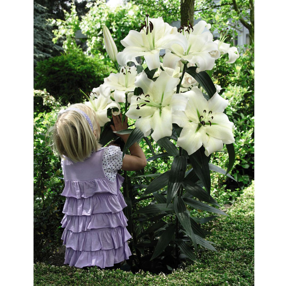 Thompson and Morgan Lily Pretty Woman Tree Bulbs 10 Pack Image 5