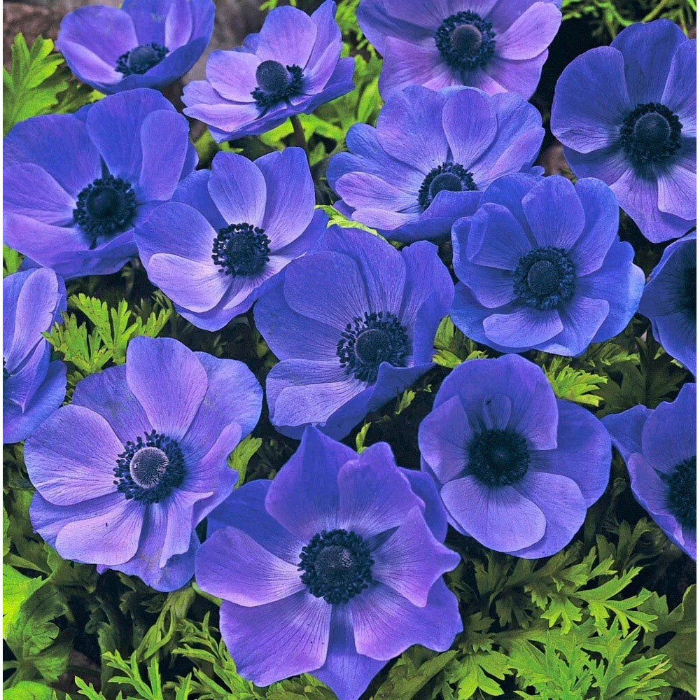 Thompson and Morgan Anemone Mr Fokker Planting Bulb 32 Pack Image 5