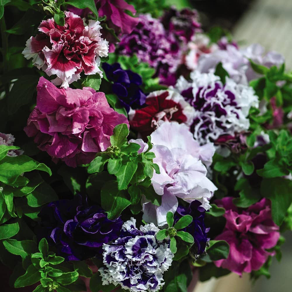 Thompson and Morgan Petunia Double Orchid Flower Mixed Plant Plugs 6 Pack Image 4