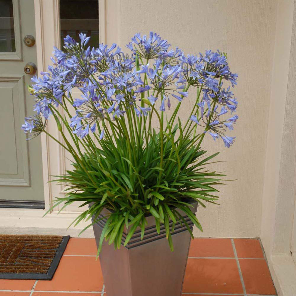 Thompson and Morgan Agapanthus Blue storm Plant Pot 3.5L 2 Pack Image 4