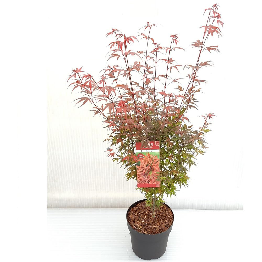 Thompson and Morgan Acer Palmatum Plant Shaina Plant Pot 3L 3 Pack Image 2