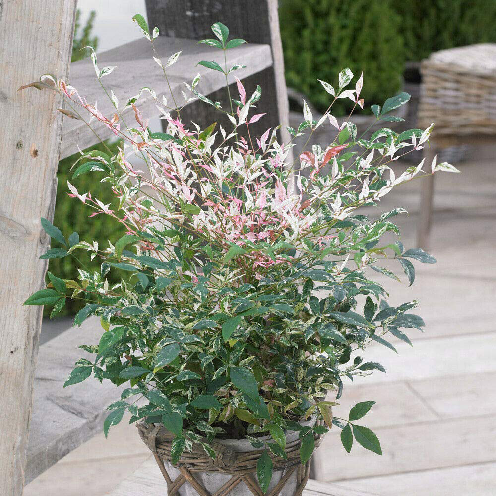 Thompson and Morgan Nandina Twilight Potted Plant 9cm Image 3