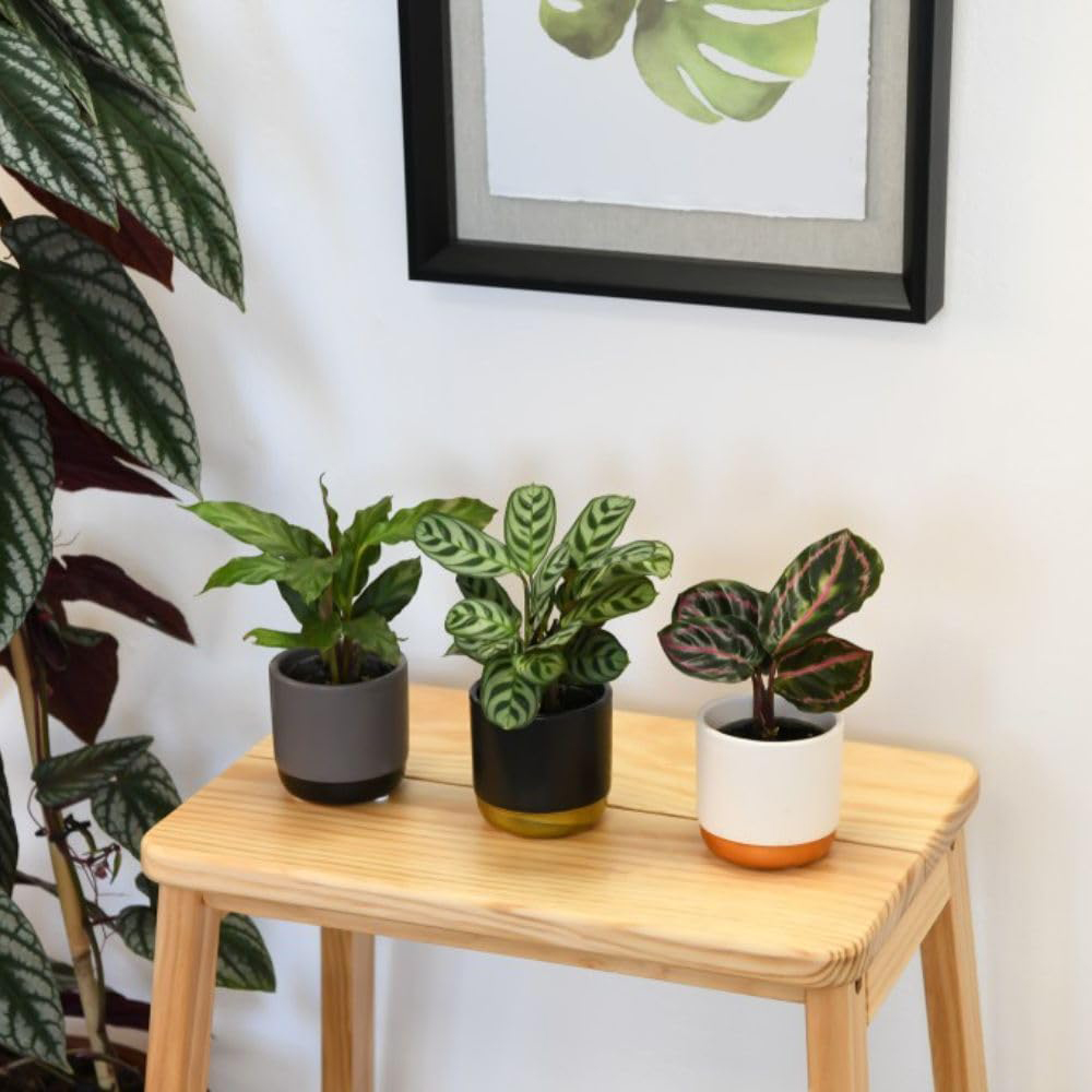 Thompson and Morgan Calathea Starter Mix Packcm Potted Plant 6cm 6 Pack Image 5