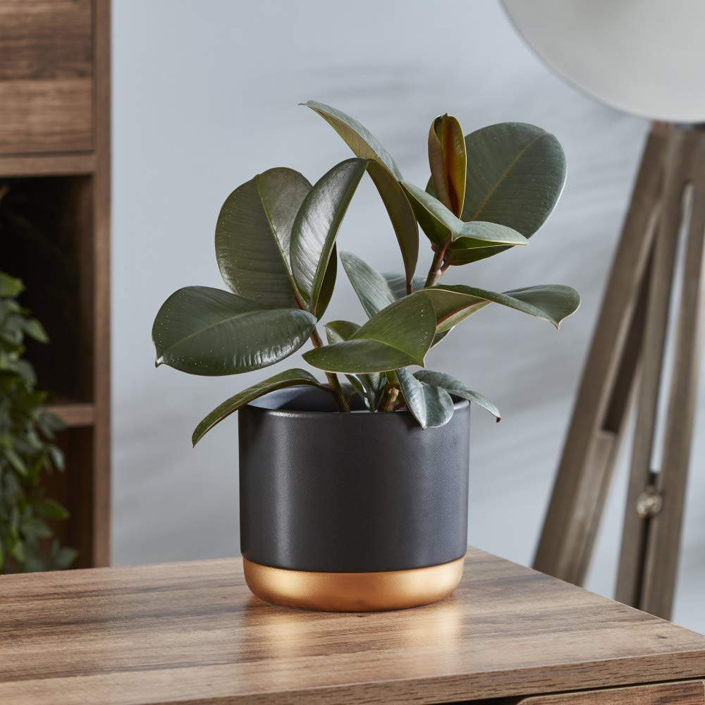 Thompson and Morgan Urban Jungle Collection Plant in Pot 3 Pack Image 2