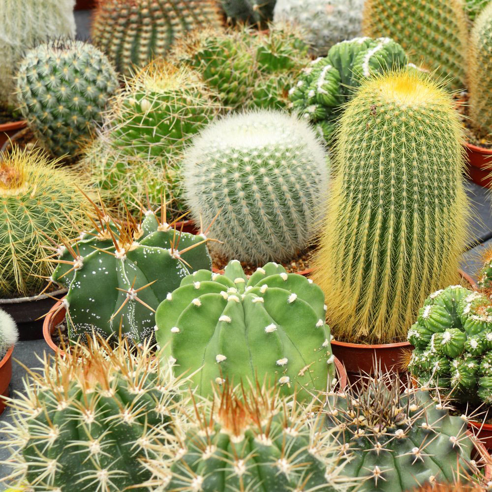 Thompson & Morgan Cactus Mix Potted Plant 10.5cm 5 Pack Image 3