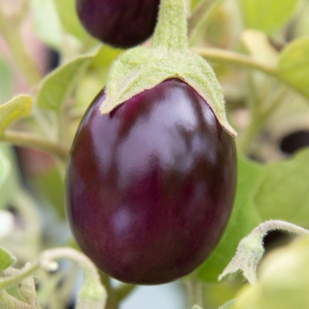 Thompson and Morgan Aubergine Baby Black Jack Potted Plant 2L 2 Pack Image 1